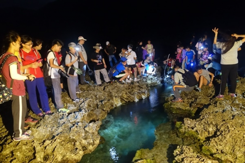 蘭嶼海蛇夜間觀察
