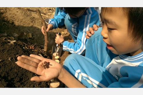 出現的蚯蚓是養護土壤半年的成果
